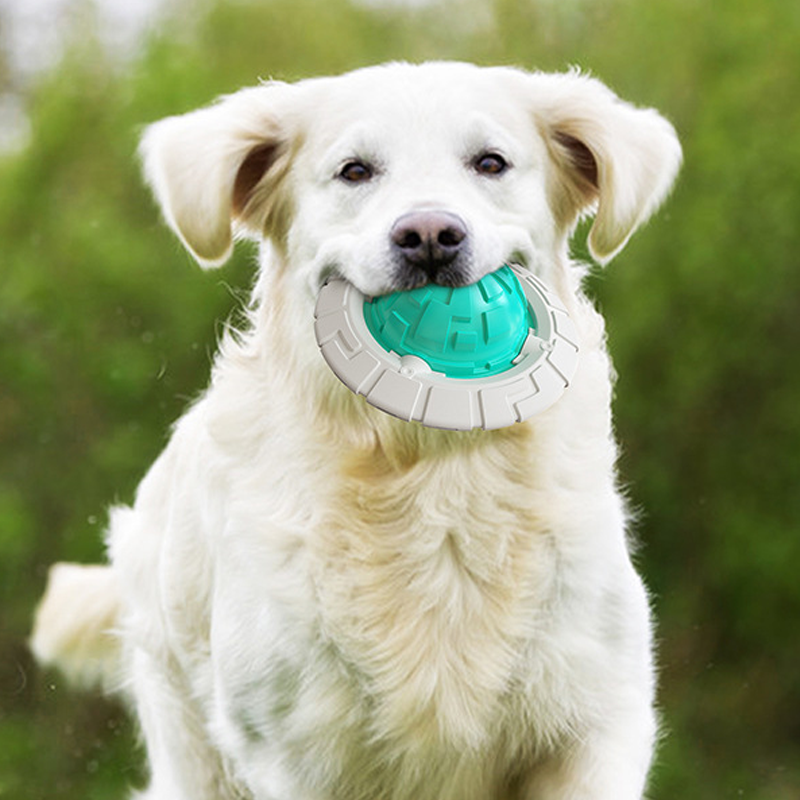 Haustier Frisbee Molarenkugel